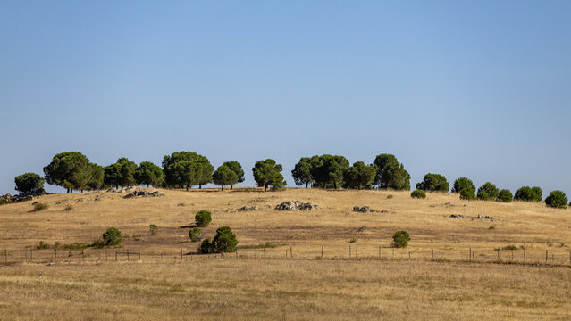 View of a dry golden landscape with scattered trees, rocky outcrops, and a wire fence under a clear blue sky in Alentejo, Portugal.
