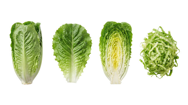 Fresh romaine lettuce heads leaves halved half shredded pieces isolated on white background with green vegetable, salad white background