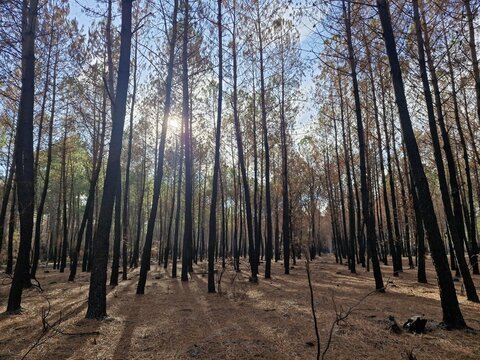 View of a pine forest damaged by fire with scorched tree trunks and burnt needles on the ground in Le Porge, Nouvelle-Aquitaine, France.