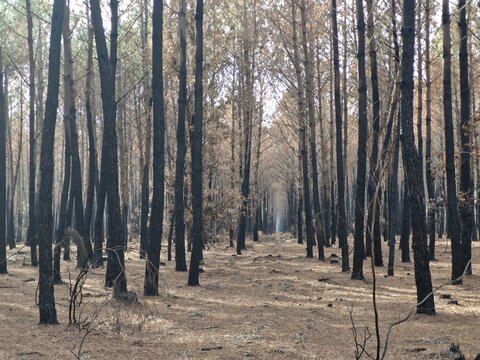 View of the aftermath of a forest fire in the pine woods of Le Porge Ocean, with scorched tree trunks and charred ground in Le Porge, Nouvelle-Aquitaine, France.