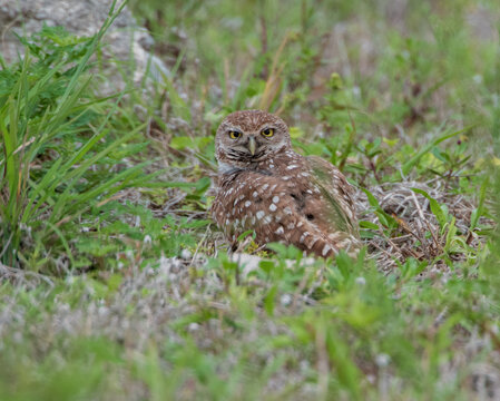 Ground burrowing owl on the ground looking around