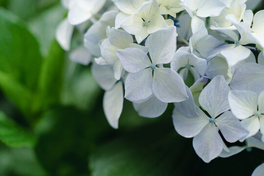 View of delicate light blue hydrangea flowers blooming along the Ali Bedni Bugyal trek in Chamoli, Uttarakhand, India.