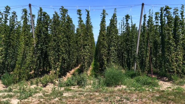Hop plantation. Rows of hop plants used for beer production.
Aerial view of hop rows in a vast agricultural field.