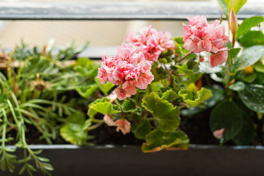 Pink geranium flowers in a outdoor planter box feature water droplets on their petals after rain. Fresh green foliage surrounds the blooming floral arrangement.