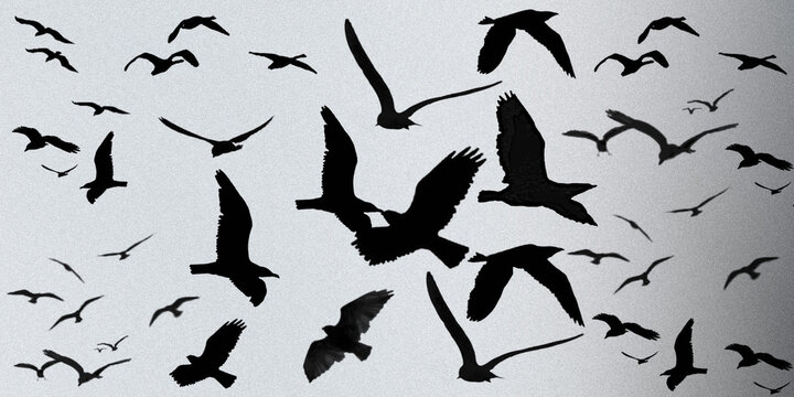 Black bird silhouettes flying in flock, soaring seagull and crow shapes on gray background, wildlife migration illustration