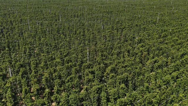 Hop plantation. Rows of hop plants used for beer production.
Aerial view of hop rows in a vast agricultural field.