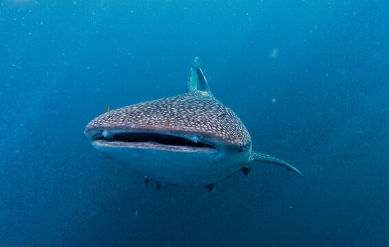 View of a whale shark swimming in deep blue ocean water in Indonesia.