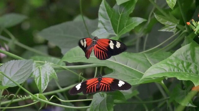 Postman butterfly (Heliconius melpomene - C and S America) male hovering above a female hoping - in vain - to mate with one of them. Captive, UK [Slow motion x10]