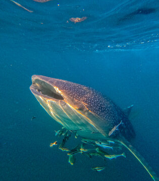 View of a whale shark swimming underwater with its mouth open, surrounded by small fish in the deep blue ocean of Indonesia.