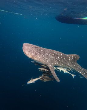 View of a whale shark swimming in deep blue water with several remoras attached to its body in Indonesia.