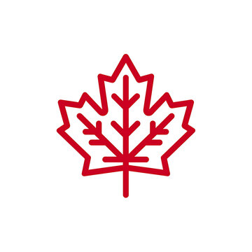 Red maple leaf vector illustration