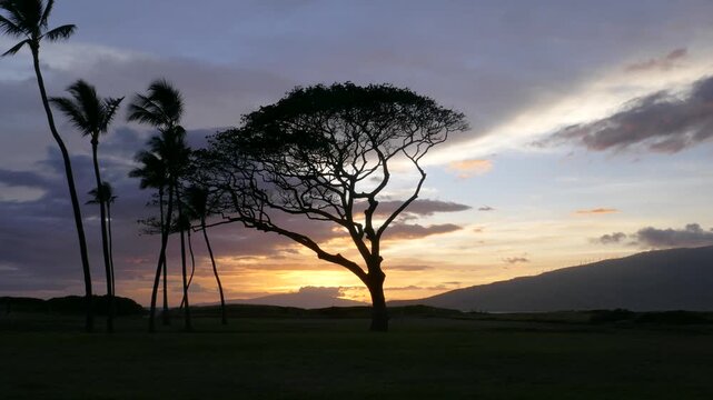 View of a Hawaiian sunset from Kihei beach on the island of Maui. A Monkey Pod or Rain Tree and palm trees silhouette against a colorful dusk evening sky.