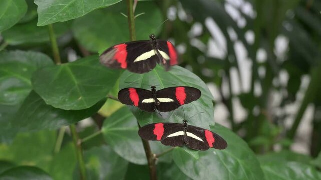 Postman butterfly (Heliconius melpomene - C and S America) male hovering above two females hoping - in vain - to mate with one of them. Captive, UK [Slow motion x10]