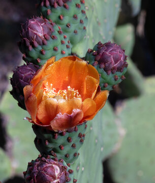 Large orange flower that is first of a bunch to open on a prickly pear cactus