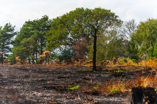 View of the wildfire burn scar in New Forest National Park with charred ground and scorched trees in New Forest District, England, United Kingdom.