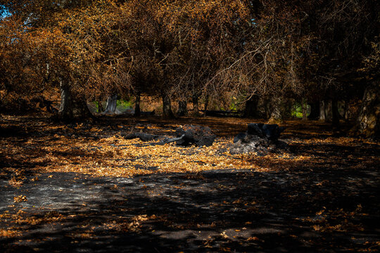 View of wildfire aftermath in New Forest National Park, showing scorched earth, charred stumps, and fallen leaves in New Forest District, England, United Kingdom.