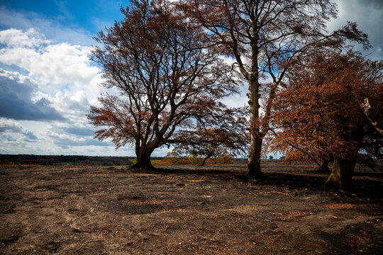 View of the scorched earth and fire-damaged trees at the A31 wildfire burn scar in New Forest National Park, New Forest District, England, United Kingdom.