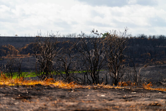 View of the charred landscape and scorched trees following a wildfire in New Forest National Park, New Forest District, England, United Kingdom.