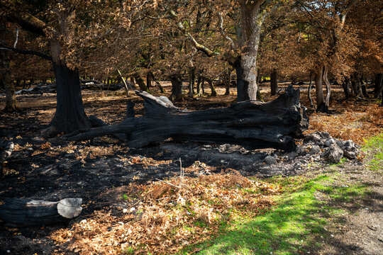 View of charred tree trunks and scorched ground following a wildfire in New Forest National Park, New Forest District, England, United Kingdom.