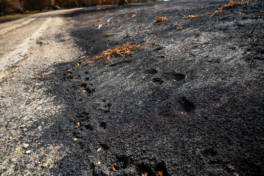 View of charred earth and ash from a wildfire burn scar along a gravel path in New Forest National Park, New Forest District, England, United Kingdom.