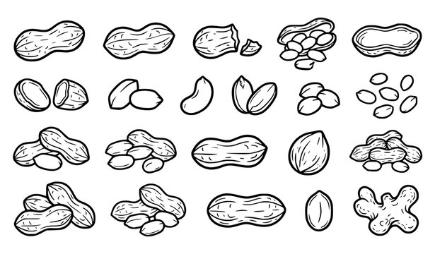 Peanut Shell and Unshelled Kernel Hand Drawn Doodle Black Vector Set