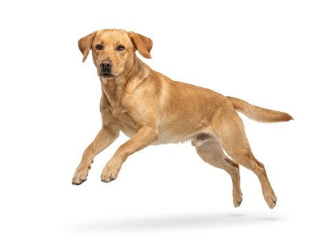 Labrador Retriever Isolated on White Background. For pet care, veterinary, animal, dog breed, adoption, family