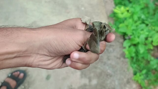 Man Crushing Dry Leaves in Hand outdoors Close Up Shot