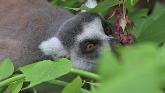 Ring Tailed lemur (Lemur catta) eating flowers in slow motion. Captive, UK. [Slow motion x4]