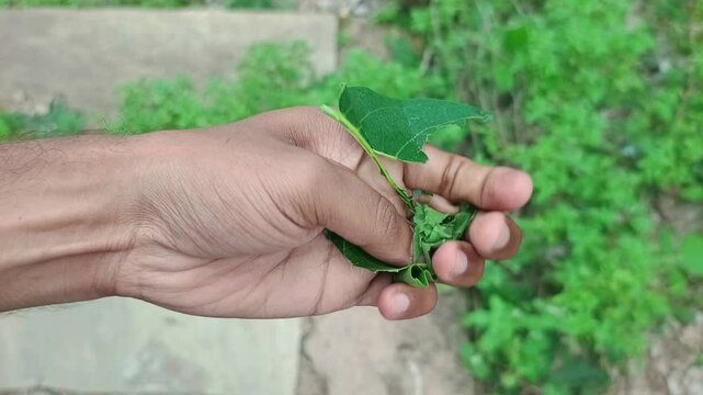 Man Crushing Fresh Green Leaf in Hand Outdoors Close Up Shot