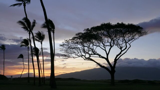 View of a Hawaiian sunset from Kihei beach on the island of Maui. A Monkey Pod or Rain Tree and palm trees silhouette against a colorful dusk evening sky.