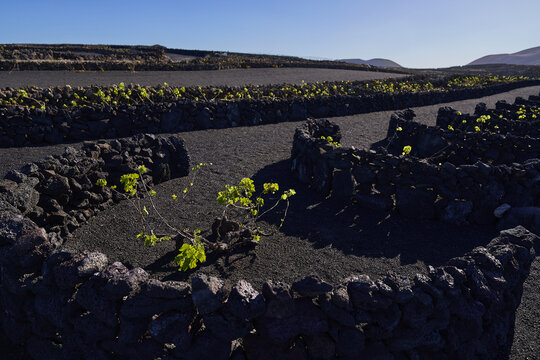 View of the unique volcanic vineyards of La Geria with green vines protected by circular stone walls in the black volcanic soil of Lanzarote, Canarias, Spain.