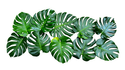 Monstera green fern leafisolated on white background. This has clipping path. © Sanit