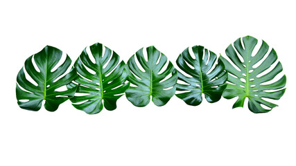 Monstera green fern leafisolated on white background. This has clipping path. © Sanit