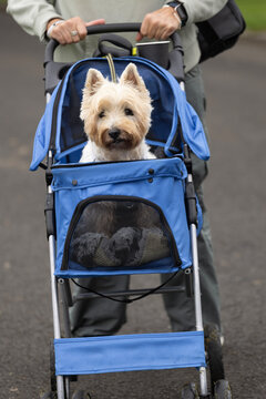 Senior west highland white terrier being pushed in blue dog pram due to ill health