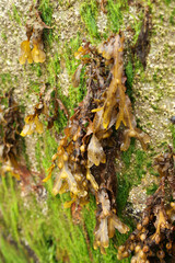 clusters of Bladderwrack seaweed (Fucus vesiculosus) clinging to a stone harbour wall © maureen