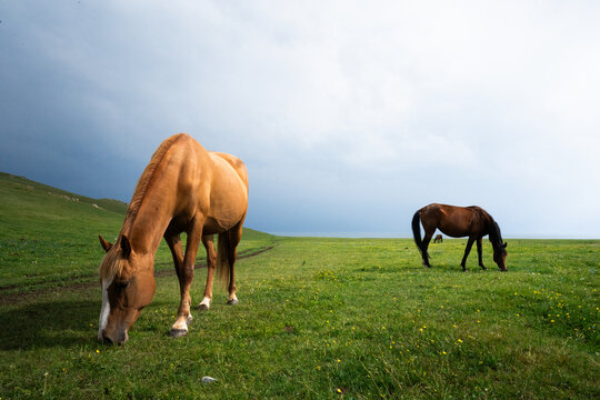 View of two horses grazing in the lush green pastures of Song-Kul under a dramatic cloudy sky in Naryn Region, Kyrgyzstan.