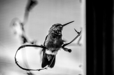 colibrí, ave, pájaro, naturaleza, fauna, vida silvestre, animal, biodiversidad, ornitología, fotografía de naturaleza, fotografía de aves, observación de aves, colibrí pequeño, pico largo, plumaje, pl © fergomez