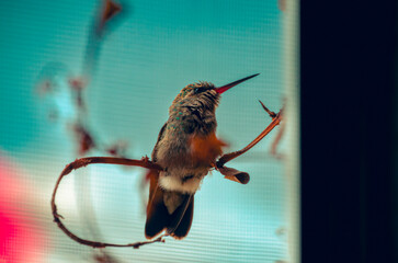 colibrí, ave, pájaro, naturaleza, fauna, vida silvestre, animal, biodiversidad, ornitología, fotografía de naturaleza, fotografía de aves, observación de aves, colibrí pequeño, pico largo, plumaje, pl © fergomez