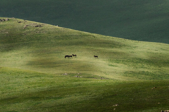View of horses grazing on the rolling green hills of Song-Kul in Naryn Region, Kyrgyzstan.