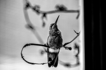 colibrí, ave, pájaro, naturaleza, fauna, vida silvestre, animal, biodiversidad, ornitología, fotografía de naturaleza, fotografía de aves, observación de aves, colibrí pequeño, pico largo, plumaje, pl © fergomez