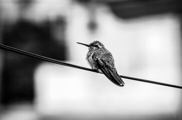 colibrí, ave, pájaro, naturaleza, fauna, vida silvestre, animal, biodiversidad, ornitología, fotografía de naturaleza, fotografía de aves, observación de aves, colibrí pequeño, pico largo, plumaje, pl © fergomez