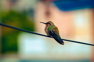 colibrí, ave, pájaro, naturaleza, fauna, vida silvestre, animal, biodiversidad, ornitología, fotografía de naturaleza, fotografía de aves, observación de aves, colibrí pequeño, pico largo, plumaje, pl © fergomez