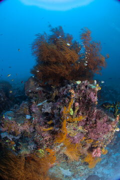 View of vibrant coral reef with orange sea fans and small tropical fish in the clear blue waters of Raja Ampat, Southwest Papua, Indonesia.