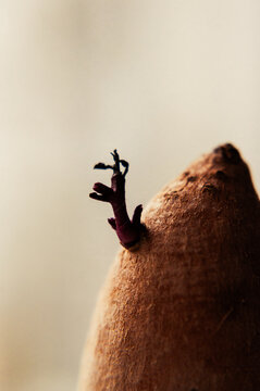 Close-up macro photograph of a tiny dark sprout growing from a potato tuber.