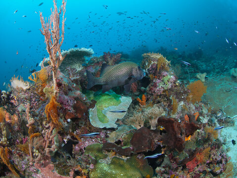 View of Raja Ampat coral reef with a spotted grouper swimming among colorful soft corals and marine life in Raja Ampat, Southwest Papua, Indonesia.