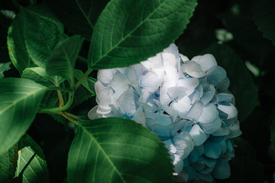 Pale blue hydrangea framed by green leaves in Kyoto Japan