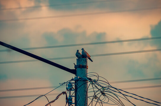palomas, aves, p&aacute;jaros, fauna urbana, naturaleza, vida silvestre, aves urbanas, grupo de aves, aves posadas, palomas posadas, poste el&eacute;ctrico, poste de concreto, cables el&eacute;ctricos, cableado, infraestr