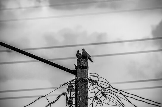 palomas, aves, p&aacute;jaros, fauna urbana, naturaleza, vida silvestre, aves urbanas, grupo de aves, aves posadas, palomas posadas, poste el&eacute;ctrico, poste de concreto, cables el&eacute;ctricos, cableado, infraestr