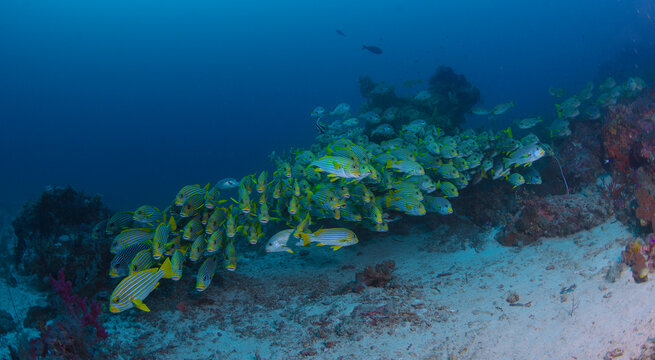View of a large school of yellow-striped snapper fish swimming near the vibrant coral reef at Cape Kri, Raja Ampat, Southwest Papua, Indonesia.