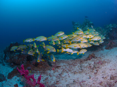 View of a school of yellow-striped sweetlips swimming over a coral reef at Cape Kri in Raja Ampat, Southwest Papua, Indonesia.